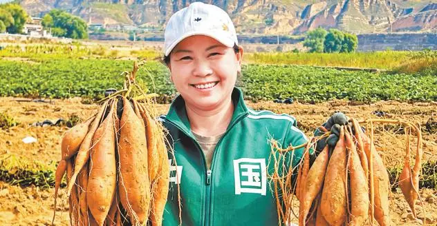 红薯增收 陈子涵 摄