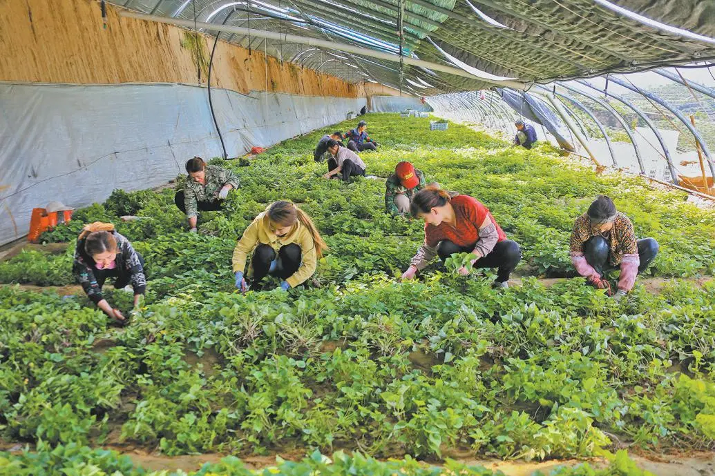 红薯育苗