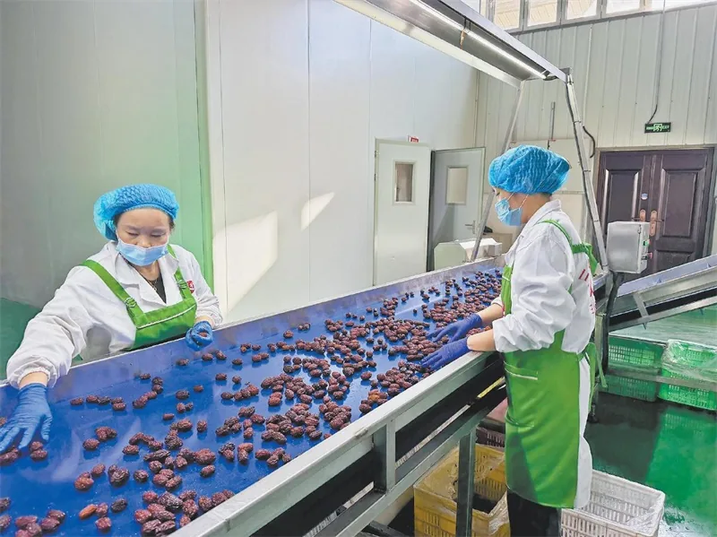 项目赋能延链条 枣香飘出致富路——清涧持续推进红枣产业提质培优