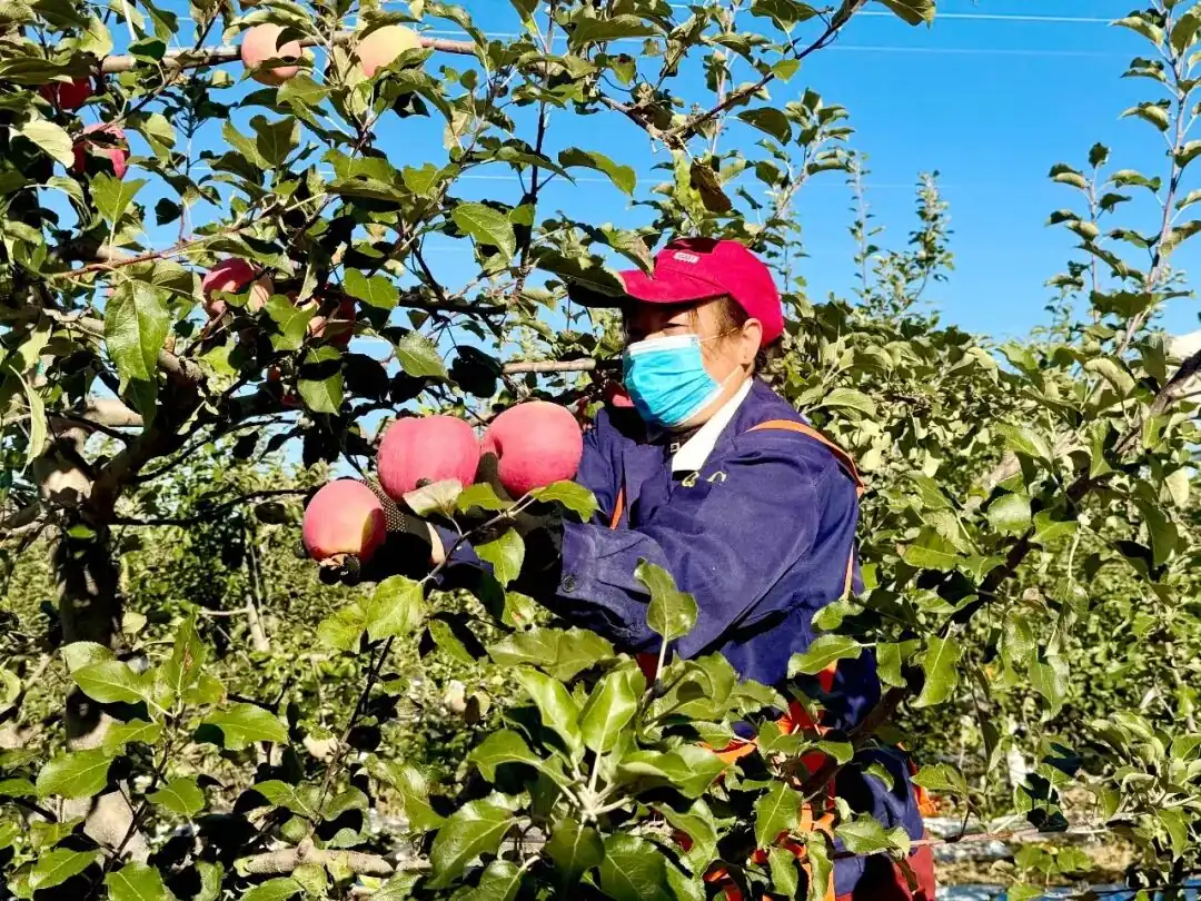 金秋时节,绥德县赵家坬现代农业产业园区4800亩山地苹果迎来丰收