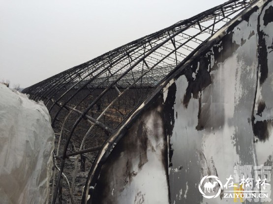 九亩冬枣树化为灰烬 大荔县一果农损失上百万 九亩冬枣树化为灰烬 大荔县一果农损失上百万