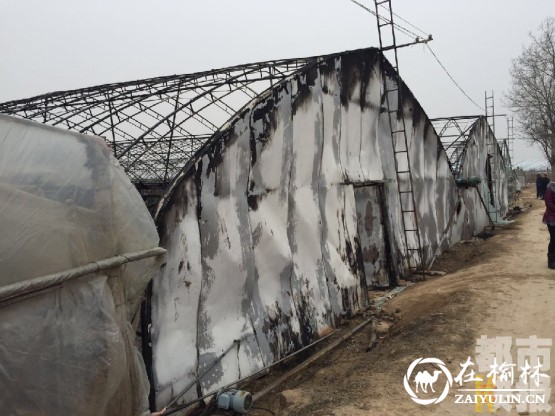 九亩冬枣树化为灰烬 大荔县一果农损失上百万 九亩冬枣树化为灰烬 大荔县一果农损失上百万