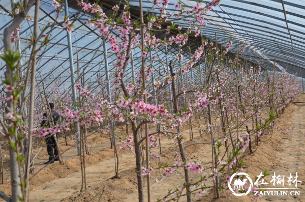 鱼河镇金沙湾种植专业合作社的桃树大棚