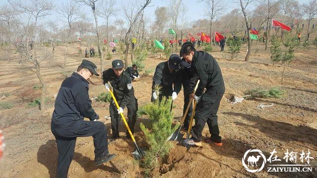 靖边县巡特警大队组织民警参加义务植树活动