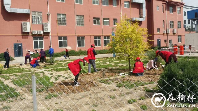 榆阳区望湖路社区组织志愿者空地补植绿化